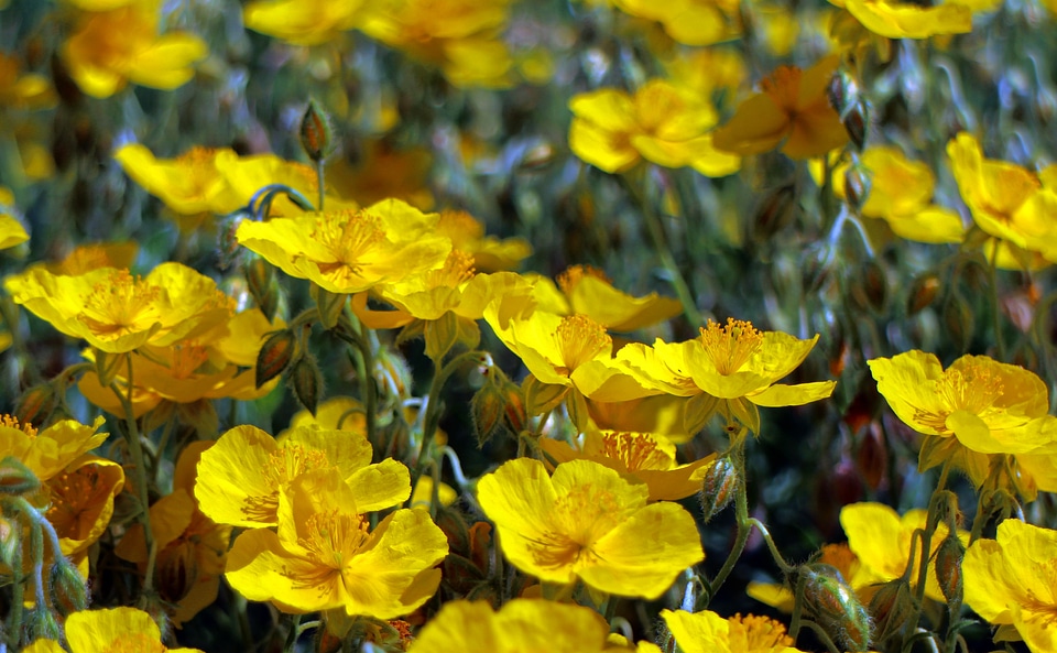 Blossom bloom yellow photo