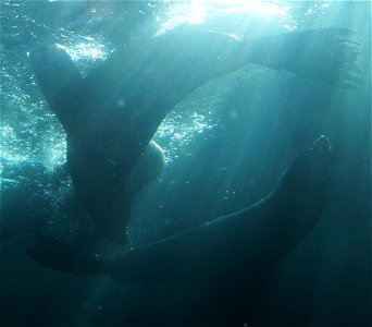 Seals at Bristol Zoo
