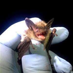 Northern long-eared bat (Myotis septentrionalis)