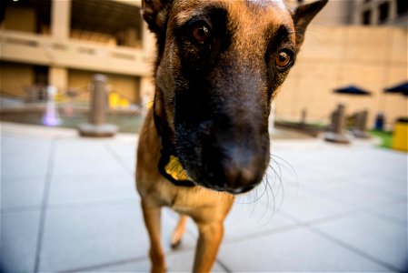 FBI Police K9