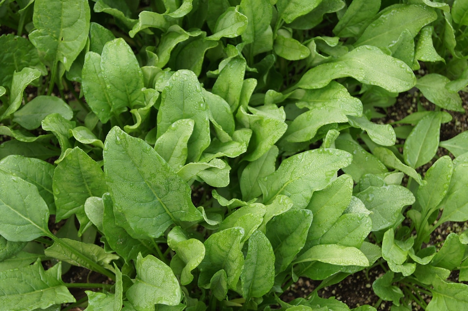 Spinach vegetables vegetable