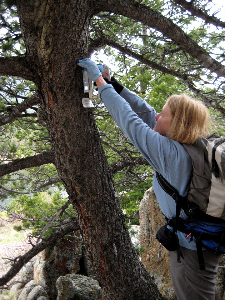 VolunteerPineBeetleRepellant-RMNP-001