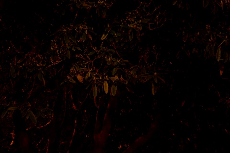 Street Lights Lit Up Tree photo