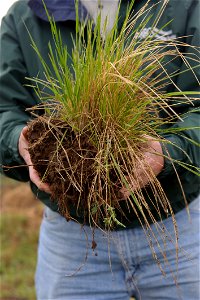 Organic matter range grass