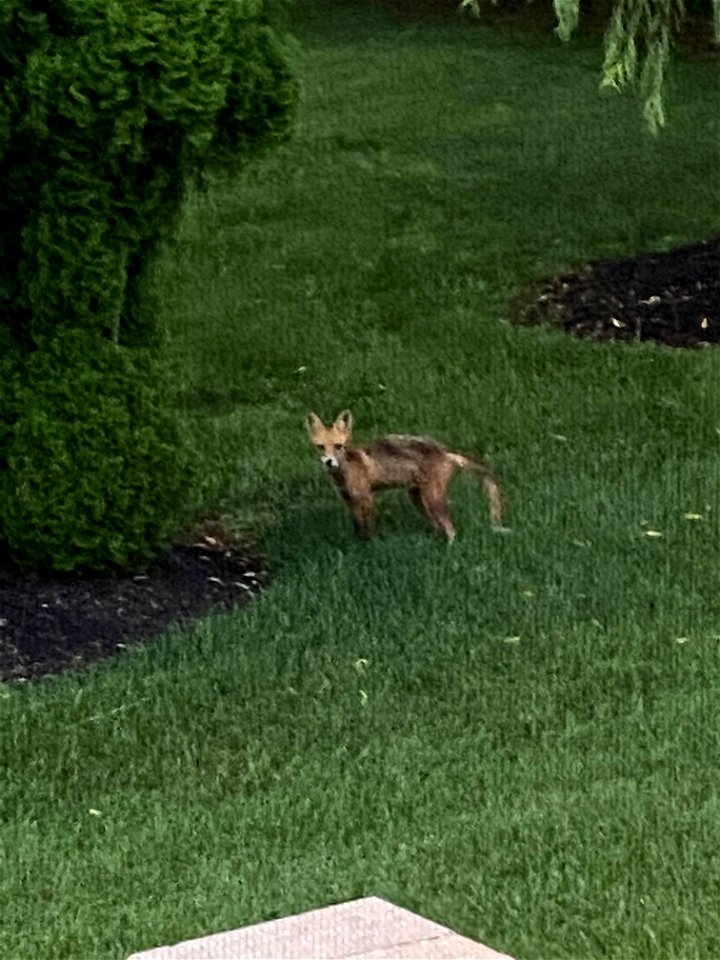 Red Fox in Backyard photo