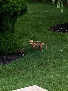 Red Fox in Backyard