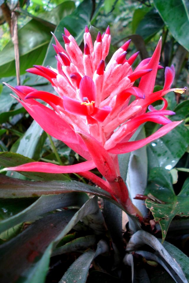 Billbergia pyramidalis (Sims) Lindl.