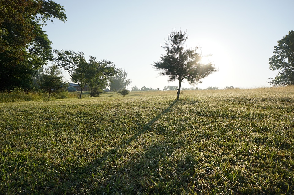 Green Field on a sunny June morning