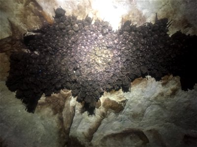 Large cluster of hibernating Indiana bats (Myotis sodalis)