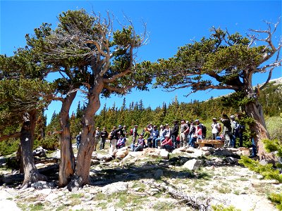 ObservingBristlecone-MountGoliathRNA-001 photo