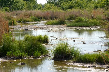 Riparian buffer