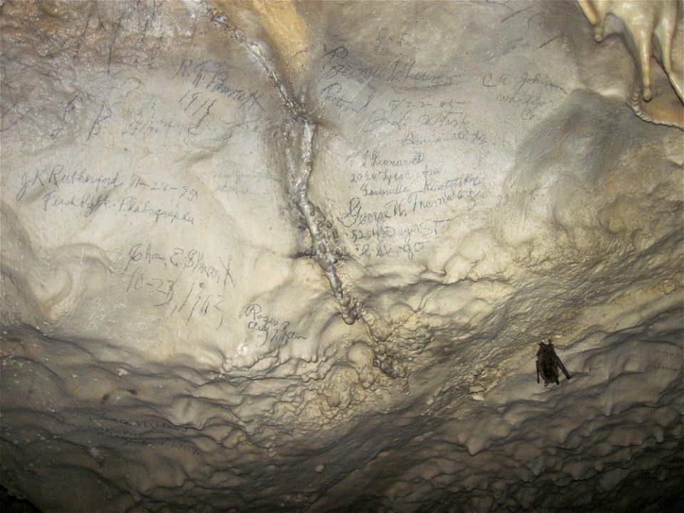 Historical markings with big brown bat (Eptesicus fuscus)