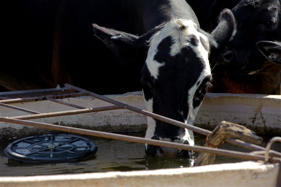 Cattle surrounding a water facility.