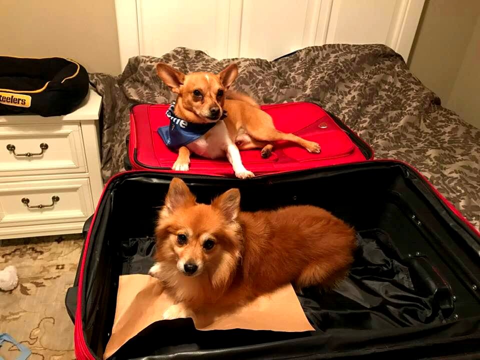 Mellow Bandit Chihuahua Dogs On and In Suitcases