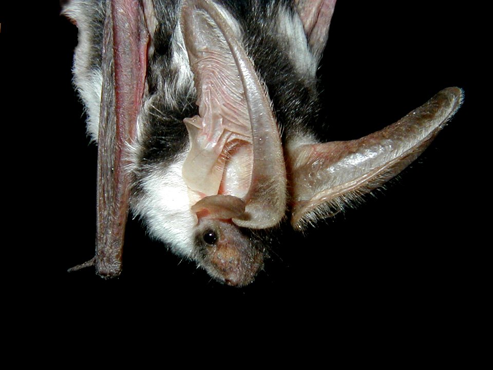 Spotted bat (Euderma maculatum)