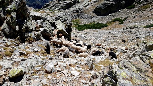 GR 20 Nord Sud Etape 7 Manganu - Petra Piana