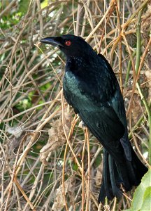 IMG_6143