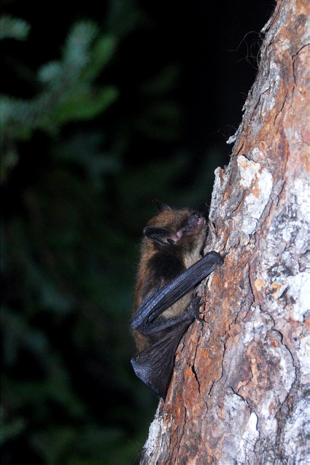Little brown bat climbing tree