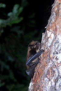 Little brown bat climbing tree