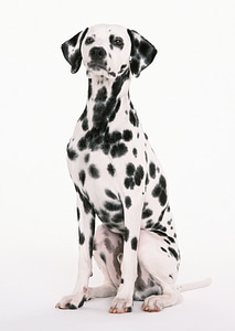 dalmatian dog sitting photo