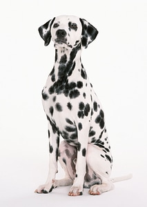 dalmatian dog sitting