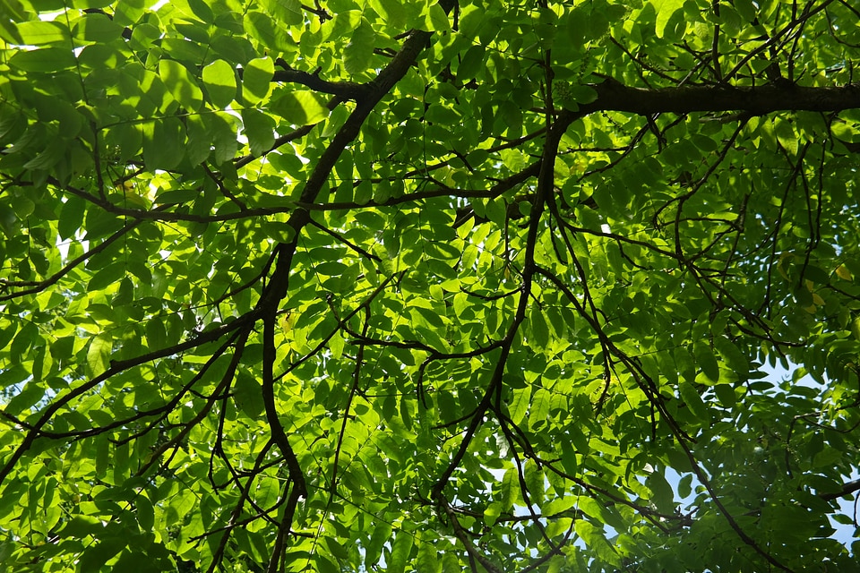 Backlighting pterocarya fraxinifolia deciduous tree