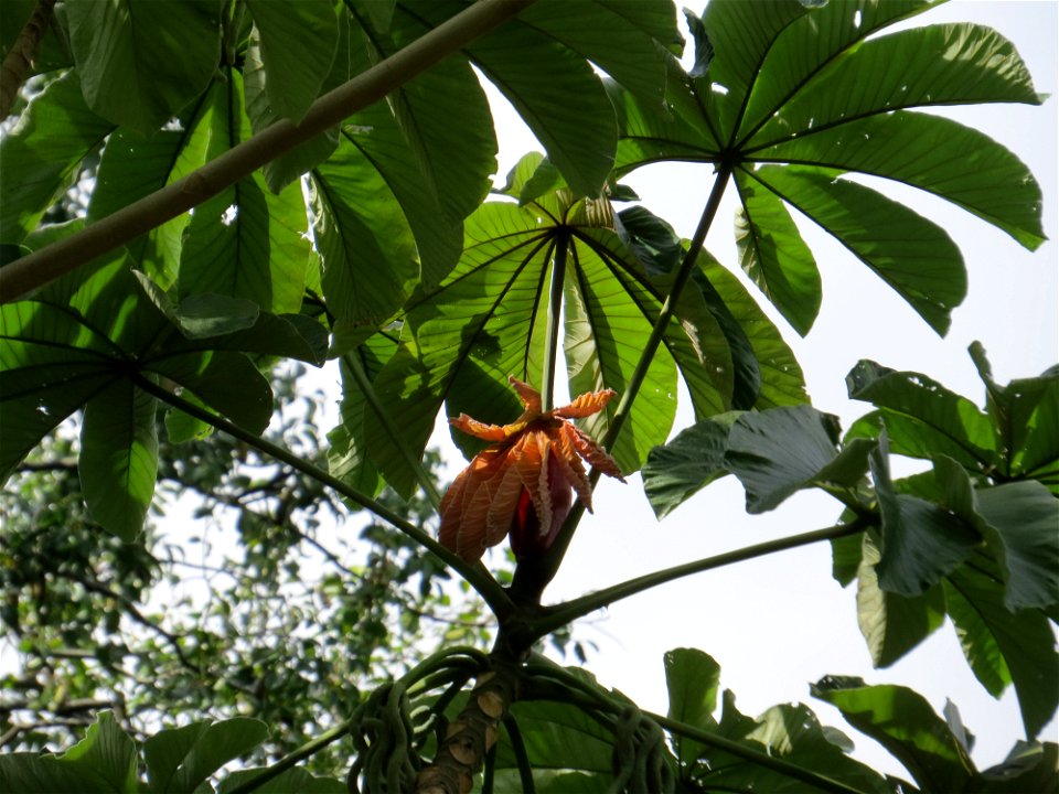 Cecropia glaziovii Snethl.