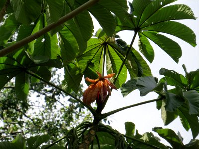 Cecropia glaziovii Snethl.