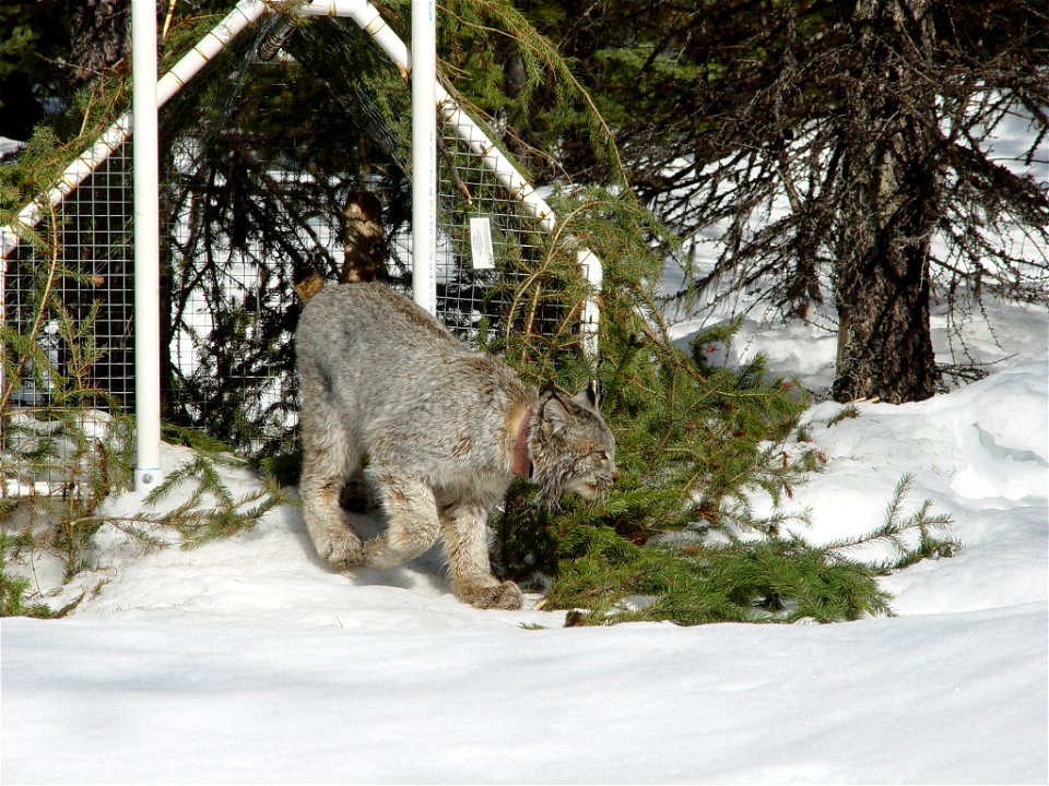 LynxRadiocollar-Colorado-001