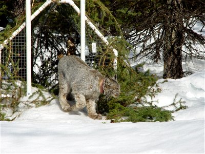 LynxRadiocollar-Colorado-001