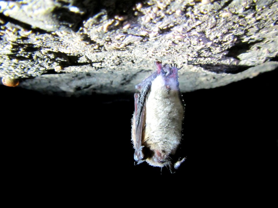 Little brown bat (Myotis lucifugus) hanging on cave ceiling_01