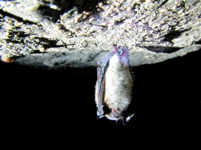 Little brown bat (Myotis lucifugus) hanging on cave ceiling_01