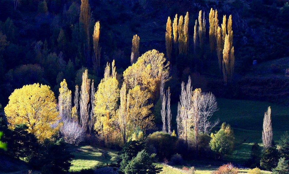 Otono -  Los alamos de Sallent de Gallego