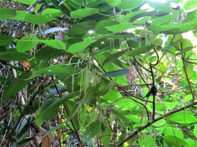 Boehmeria caudata Sw.