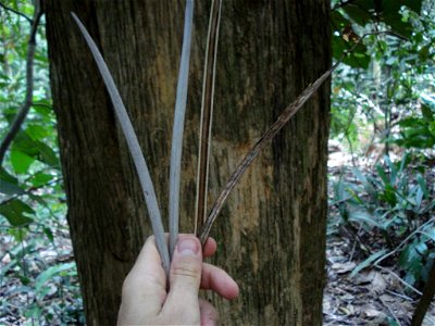 Cinco-chagas - Sparattosperma leucanthum