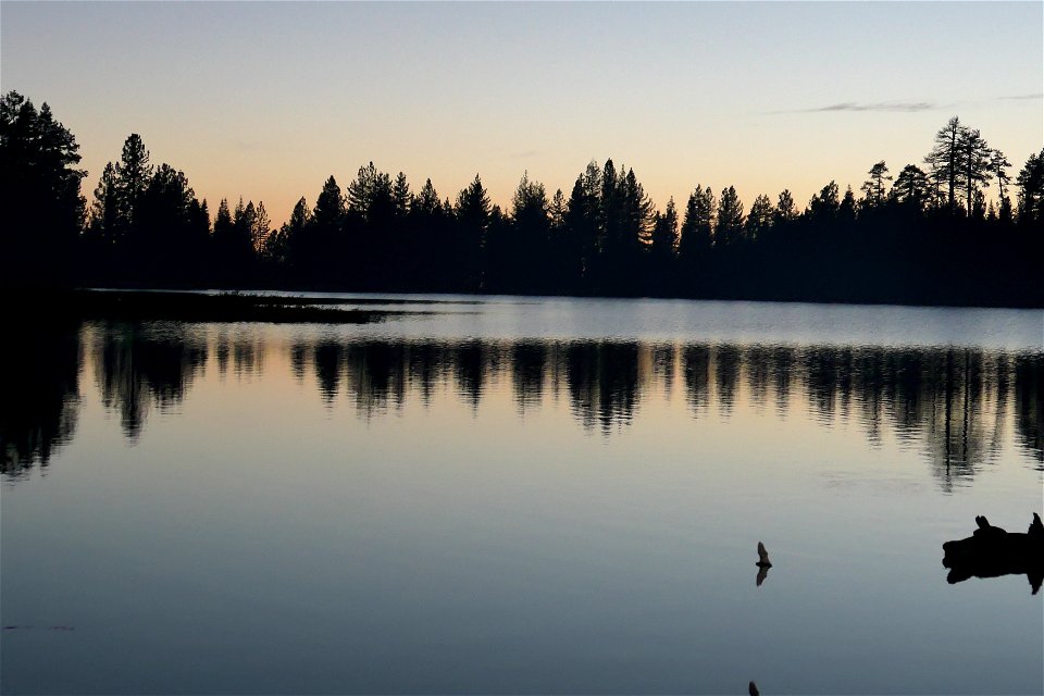 Bat over lake_5