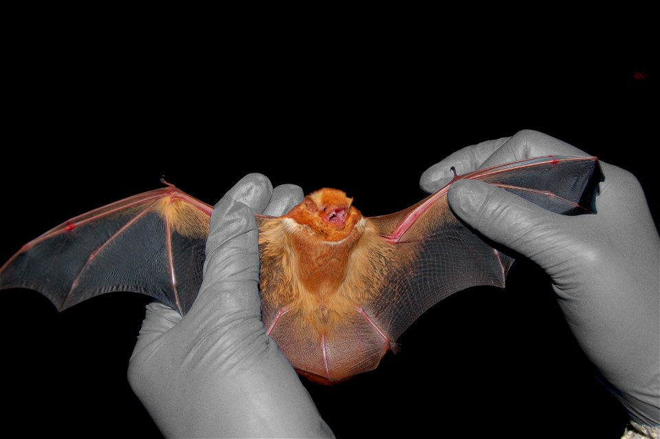 Eastern Red bat - bw gloves - by Jordi Segers