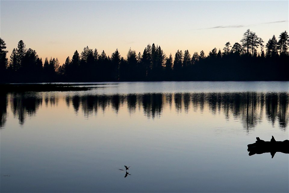 Bat skimming lake