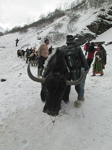 Himalayan yak riden on the frozen snow