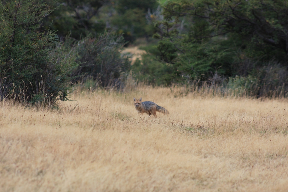 grey fox in patagonia