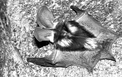 Back of spotted bat (Euderma maculatum) with radio transmitter