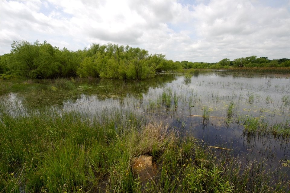 wetlands