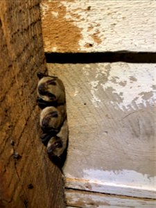 Big brown bats (Eptesicus fuscus) on roof beam_2