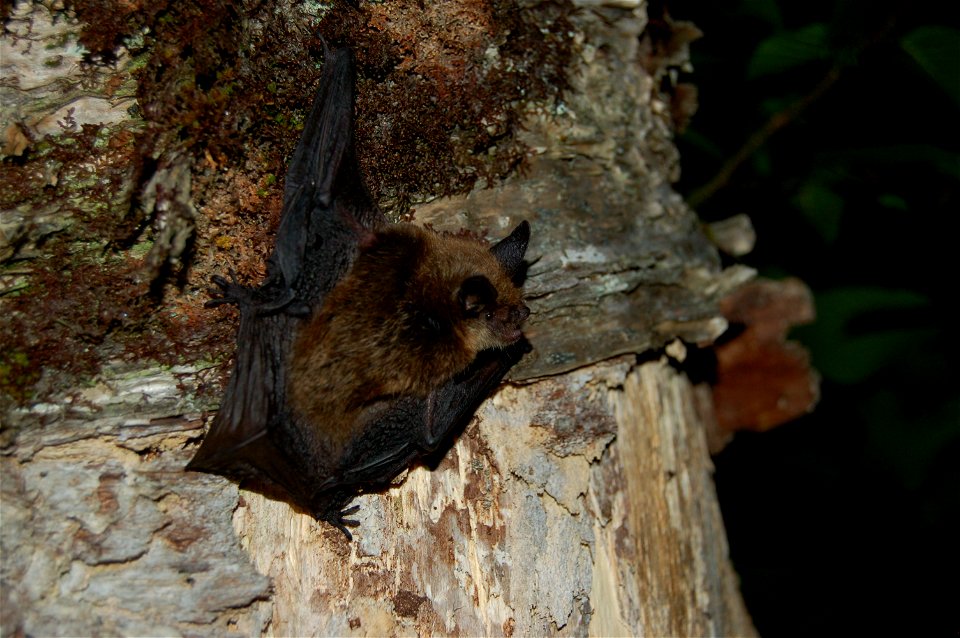 Northern long-eared bat - by Jordi Segers