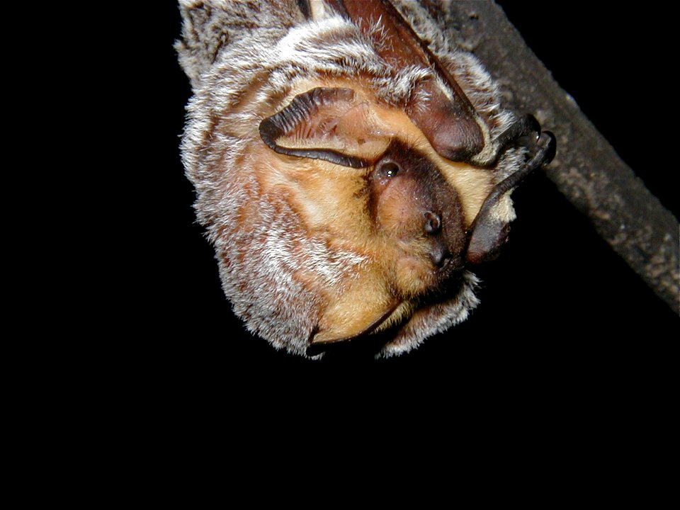 Hoary bat (Lasiurus cinereus) closeup_01
