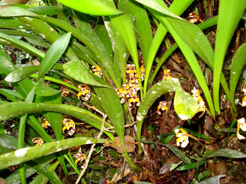 Maxillaria picta Hook.