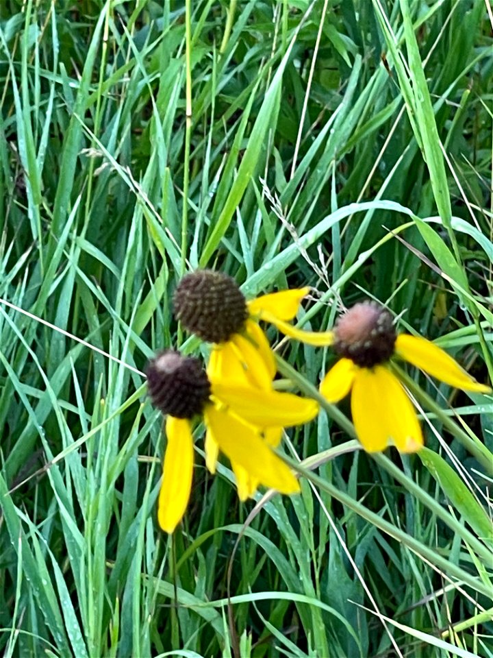 Park near Crow Wing River MN 2022 Aug