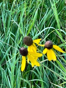 Park near Crow Wing River MN 2022 Aug