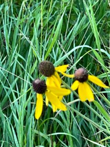 Park near Crow Wing River MN 2022 Aug photo