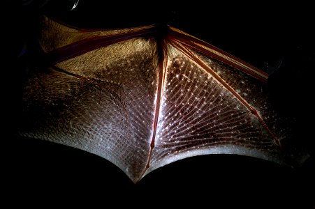 Eastern red bat wing - by Jordi Segers